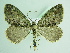  ( - BC ZSM Lep 91983)  @14 [ ] CreativeCommons - Attribution Non-Commercial Share-Alike (2015) Axel Hausmann/Bavarian State Collection of Zoology (ZSM) SNSB, Zoologische Staatssammlung Muenchen