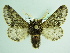  ( - BC ZSM Lep 91990)  @13 [ ] CreativeCommons - Attribution Non-Commercial Share-Alike (2015) Axel Hausmann/Bavarian State Collection of Zoology (ZSM) SNSB, Zoologische Staatssammlung Muenchen