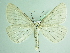  ( - BC ZSM Lep 91991)  @14 [ ] CreativeCommons - Attribution Non-Commercial Share-Alike (2015) Axel Hausmann/Bavarian State Collection of Zoology (ZSM) SNSB, Zoologische Staatssammlung Muenchen
