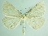  ( - BC ZSM Lep 91992)  @13 [ ] CreativeCommons - Attribution Non-Commercial Share-Alike (2015) Axel Hausmann/Bavarian State Collection of Zoology (ZSM) SNSB, Zoologische Staatssammlung Muenchen