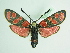  (Zygaena carniolica - BC ZSM Lep 92000)  @15 [ ] CreativeCommons - Attribution Non-Commercial Share-Alike (2015) Axel Hausmann/Bavarian State Collection of Zoology (ZSM) SNSB, Zoologische Staatssammlung Muenchen