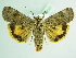  ( - BC ZSM Lep 92023)  @14 [ ] CreativeCommons - Attribution Non-Commercial Share-Alike (2015) Axel Hausmann/Bavarian State Collection of Zoology (ZSM) SNSB, Zoologische Staatssammlung Muenchen