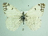  ( - BC ZSM Lep 92033)  @13 [ ] CreativeCommons - Attribution Non-Commercial Share-Alike (2015) Axel Hausmann/Bavarian State Collection of Zoology (ZSM) SNSB, Zoologische Staatssammlung Muenchen