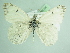  ( - BC ZSM Lep 92034)  @13 [ ] CreativeCommons - Attribution Non-Commercial Share-Alike (2015) Axel Hausmann/Bavarian State Collection of Zoology (ZSM) SNSB, Zoologische Staatssammlung Muenchen