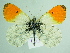  (Anthocharis carolinae - BC ZSM Lep 92035)  @14 [ ] CreativeCommons - Attribution Non-Commercial Share-Alike (2015) Axel Hausmann/Bavarian State Collection of Zoology (ZSM) SNSB, Zoologische Staatssammlung Muenchen