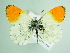  ( - BC ZSM Lep 92036)  @14 [ ] CreativeCommons - Attribution Non-Commercial Share-Alike (2015) Axel Hausmann/Bavarian State Collection of Zoology (ZSM) SNSB, Zoologische Staatssammlung Muenchen
