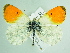  ( - BC ZSM Lep 92037)  @14 [ ] CreativeCommons - Attribution Non-Commercial Share-Alike (2015) Axel Hausmann/Bavarian State Collection of Zoology (ZSM) SNSB, Zoologische Staatssammlung Muenchen