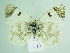  (Zegris eupheme uarda - BC ZSM Lep 92044)  @13 [ ] CreativeCommons - Attribution Non-Commercial Share-Alike (2015) Axel Hausmann/Bavarian State Collection of Zoology (ZSM) SNSB, Zoologische Staatssammlung Muenchen
