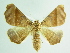  ( - BC ZSM Lep 92055)  @12 [ ] CreativeCommons - Attribution Non-Commercial Share-Alike (2015) Axel Hausmann/Bavarian State Collection of Zoology (ZSM) SNSB, Zoologische Staatssammlung Muenchen