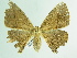  ( - BC ZSM Lep 92057)  @11 [ ] CreativeCommons - Attribution Non-Commercial Share-Alike (2015) Axel Hausmann/Bavarian State Collection of Zoology (ZSM) SNSB, Zoologische Staatssammlung Muenchen