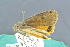  ( - BC ZSM lep 92540)  @13 [ ] CreativeCommons - Attribution Non-Commercial Share-Alike (2015) Unspecified SNSB, Zoologische Staatssammlung Muenchen