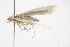  ( - BC ZSM lep 92596)  @12 [ ] CreativeCommons - Attribution Non-Commercial Share-Alike (2015) Unspecified SNSB, Zoologische Staatssammlung Muenchen