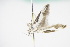  ( - BC ZSM lep 92602)  @12 [ ] CreativeCommons - Attribution Non-Commercial Share-Alike (2015) Unspecified SNSB, Zoologische Staatssammlung Muenchen