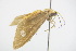  ( - BC ZSM lep 92615)  @13 [ ] CreativeCommons - Attribution Non-Commercial Share-Alike (2015) Unspecified SNSB, Zoologische Staatssammlung Muenchen