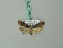  ( - BC ZSM Lep 72496)  @12 [ ] CreativeCommons - Attribution Non-Commercial Share-Alike (2015) Unspecified SNSB, Zoologische Staatssammlung Muenchen