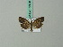  ( - BC ZSM Lep 72498)  @13 [ ] CreativeCommons - Attribution Non-Commercial Share-Alike (2015) Unspecified SNSB, Zoologische Staatssammlung Muenchen