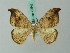  ( - BC ZSM Lep 72542)  @13 [ ] CreativeCommons - Attribution Non-Commercial Share-Alike (2015) Unspecified SNSB, Zoologische Staatssammlung Muenchen