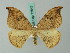  ( - BC ZSM Lep 72543)  @14 [ ] CreativeCommons - Attribution Non-Commercial Share-Alike (2015) Unspecified SNSB, Zoologische Staatssammlung Muenchen