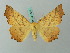  ( - BC ZSM Lep 72575)  @15 [ ] CreativeCommons - Attribution Non-Commercial Share-Alike (2015) Unspecified SNSB, Zoologische Staatssammlung Muenchen