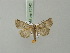  ( - BC ZSM Lep 75342)  @13 [ ] CreativeCommons - Attribution Non-Commercial Share-Alike (2015) Unspecified SNSB, Zoologische Staatssammlung Muenchen