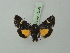  ( - BC ZSM Lep 75346)  @13 [ ] CreativeCommons - Attribution Non-Commercial Share-Alike (2015) Unspecified SNSB, Zoologische Staatssammlung Muenchen