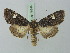  ( - BC ZSM Lep 75349)  @14 [ ] CreativeCommons - Attribution Non-Commercial Share-Alike (2015) Unspecified SNSB, Zoologische Staatssammlung Muenchen