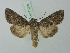  ( - BC ZSM Lep 75350)  @14 [ ] CreativeCommons - Attribution Non-Commercial Share-Alike (2015) Unspecified SNSB, Zoologische Staatssammlung Muenchen
