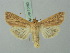  ( - BC ZSM Lep 75353)  @13 [ ] CreativeCommons - Attribution Non-Commercial Share-Alike (2015) Unspecified SNSB, Zoologische Staatssammlung Muenchen