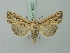  ( - BC ZSM Lep 75355)  @14 [ ] CreativeCommons - Attribution Non-Commercial Share-Alike (2015) Unspecified SNSB, Zoologische Staatssammlung Muenchen