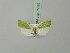  ( - BC ZSM Lep 75395)  @13 [ ] CreativeCommons - Attribution Non-Commercial Share-Alike (2015) Unspecified SNSB, Zoologische Staatssammlung Muenchen