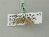  ( - BC ZSM Lep 75413)  @12 [ ] CreativeCommons - Attribution Non-Commercial Share-Alike (2015) Unspecified SNSB, Zoologische Staatssammlung Muenchen