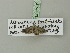  (Eupithecia distinctaria - BC ZSM Lep 75417)  @12 [ ] CreativeCommons - Attribution Non-Commercial Share-Alike (2015) Unspecified SNSB, Zoologische Staatssammlung Muenchen