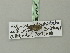  (Eupithecia distinctaria - BC ZSM Lep 75418)  @12 [ ] CreativeCommons - Attribution Non-Commercial Share-Alike (2015) Unspecified SNSB, Zoologische Staatssammlung Muenchen