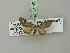  (Eupithecia innotata - BC ZSM Lep 75419)  @12 [ ] CreativeCommons - Attribution Non-Commercial Share-Alike (2015) Unspecified SNSB, Zoologische Staatssammlung Muenchen