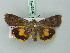  ( - BC ZSM Lep 75428)  @14 [ ] CreativeCommons - Attribution Non-Commercial Share-Alike (2015) Unspecified SNSB, Zoologische Staatssammlung Muenchen