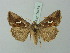  ( - BC ZSM Lep 75474)  @14 [ ] CreativeCommons - Attribution Non-Commercial Share-Alike (2015) Unspecified SNSB, Zoologische Staatssammlung Muenchen