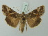  ( - BC ZSM Lep 75476)  @14 [ ] CreativeCommons - Attribution Non-Commercial Share-Alike (2015) Unspecified SNSB, Zoologische Staatssammlung Muenchen