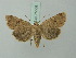  (Agrochola laevis - BC ZSM Lep 75508)  @15 [ ] CreativeCommons - Attribution Non-Commercial Share-Alike (2015) Unspecified SNSB, Zoologische Staatssammlung Muenchen