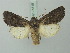  ( - BC ZSM Lep 75515)  @14 [ ] CreativeCommons - Attribution Non-Commercial Share-Alike (2015) Unspecified SNSB, Zoologische Staatssammlung Muenchen