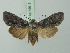  ( - BC ZSM Lep 75518)  @13 [ ] CreativeCommons - Attribution Non-Commercial Share-Alike (2015) Unspecified SNSB, Zoologische Staatssammlung Muenchen