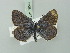  ( - BC ZSM Lep 75547)  @13 [ ] CreativeCommons - Attribution Non-Commercial Share-Alike (2015) Unspecified SNSB, Zoologische Staatssammlung Muenchen