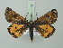  ( - BC ZSM Lep 75555)  @13 [ ] CreativeCommons - Attribution Non-Commercial Share-Alike (2015) Unspecified SNSB, Zoologische Staatssammlung Muenchen