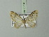  ( - BC ZSM Lep 75734)  @13 [ ] CreativeCommons - Attribution Non-Commercial Share-Alike (2015) Unspecified SNSB, Zoologische Staatssammlung Muenchen
