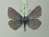  ( - BC ZSM Lep 75748)  @13 [ ] CreativeCommons - Attribution Non-Commercial Share-Alike (2015) Unspecified SNSB, Zoologische Staatssammlung Muenchen