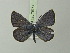  ( - BC ZSM Lep 75754)  @13 [ ] CreativeCommons - Attribution Non-Commercial Share-Alike (2015) Unspecified SNSB, Zoologische Staatssammlung Muenchen