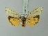  ( - BC ZSM Lep 75796)  @13 [ ] CreativeCommons - Attribution Non-Commercial Share-Alike (2015) Unspecified SNSB, Zoologische Staatssammlung Muenchen