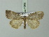  ( - BC ZSM Lep 75808)  @14 [ ] CreativeCommons - Attribution Non-Commercial Share-Alike (2015) Unspecified SNSB, Zoologische Staatssammlung Muenchen