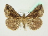  (Hypena crassalis - BC ZSM Lep 72596)  @15 [ ] CreativeCommons - Attribution Non-Commercial Share-Alike (2015) Unspecified SNSB, Zoologische Staatssammlung Muenchen