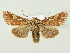  ( - BC ZSM Lep 72599)  @14 [ ] CreativeCommons - Attribution Non-Commercial Share-Alike (2015) Unspecified SNSB, Zoologische Staatssammlung Muenchen