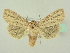  ( - BC ZSM Lep 72603)  @14 [ ] CreativeCommons - Attribution Non-Commercial Share-Alike (2015) Unspecified SNSB, Zoologische Staatssammlung Muenchen